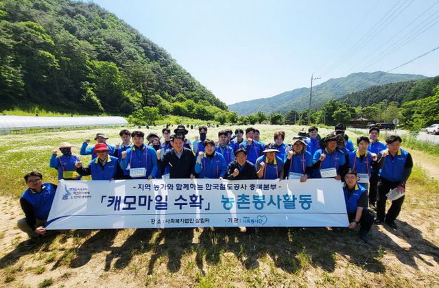 사진(캐모마일 봉사활동)