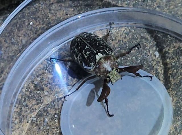 불빛에 날아온 수컷 수염풍뎅이