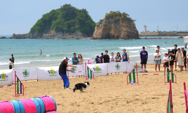 반려동물 해변운동회