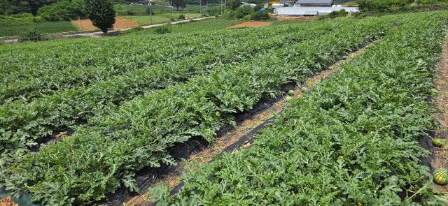 충북농기원, 정상적으로 자라 무성한 현재 수박밭