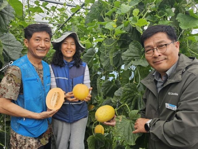 14-하미멜론 출하 (3)