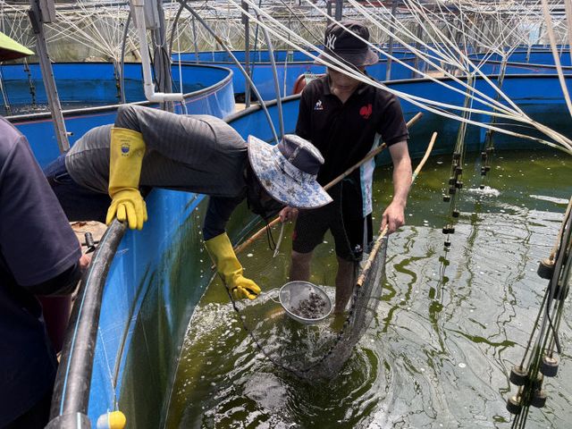 태안 해역에 꽃게 종자 80만 마리 방류