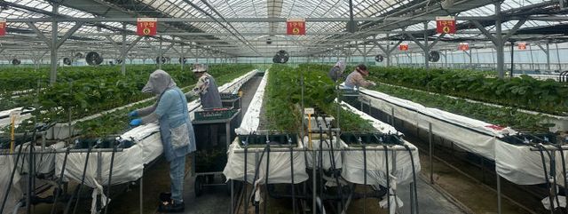 농업기술센터 우량딸기육묘장(2)