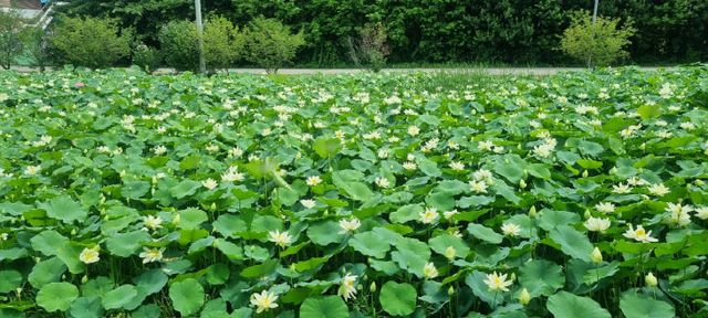 증평민속체험박물관 연꽃