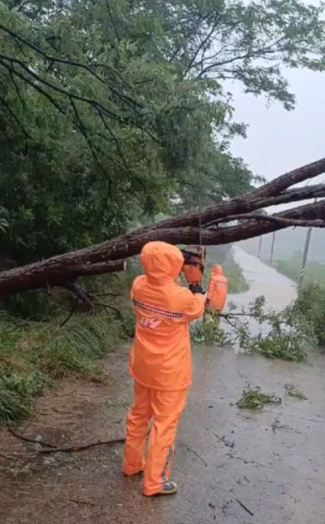 도로가로 쓰러진 나무를 제거하고 있는 서천소방서