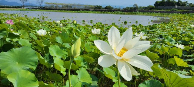 사본 -1 큰고니 복원습지 백련