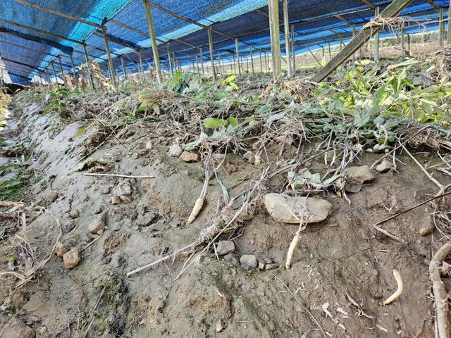 인삼 침수 피해 포장 (1)