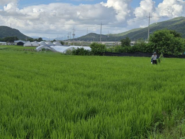 7. 동두천시 농촌지도자연합회, 공동경작 논 제초작업 추진(1)