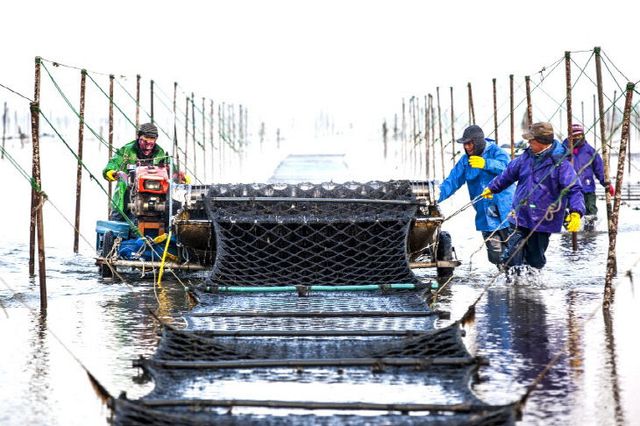 (자료사진) 지주식김 수확현장