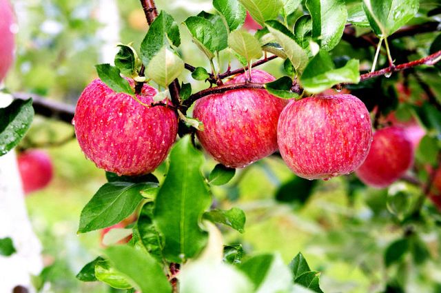 (군 생산 총력 지원) (1)