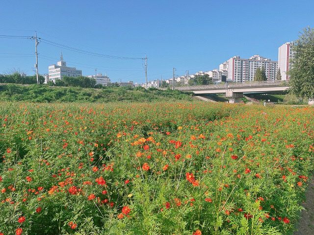 15. 파주시 금촌2동, 공릉천 일대 코스모스 꽃밭 조성 (3)