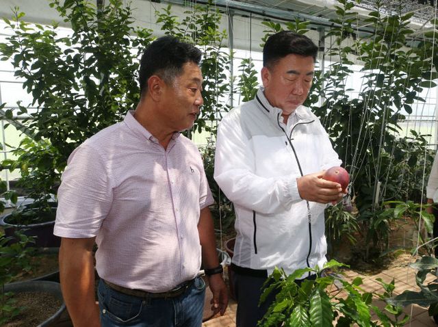 이범석 청주시장, 신소득작목 애플망고 영농현장 방문.