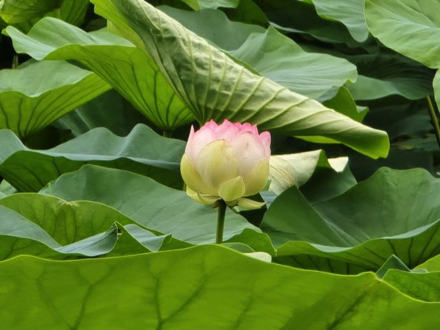 사본 -(사진1)골정지 연꽃2