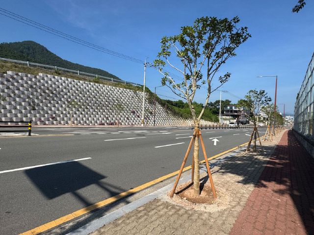 가로수 조성 사진(1)