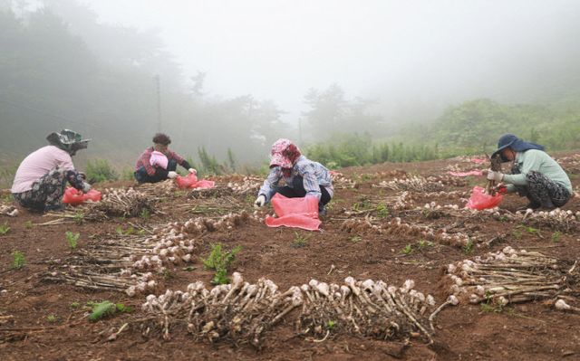 2. 가의도 육쪽마늘 우량종구 보급 1