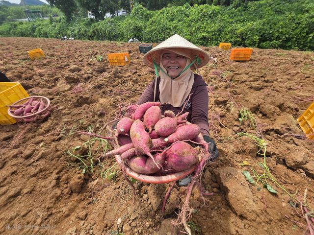 31-조기재배 고구마 진율미 수확 (3)