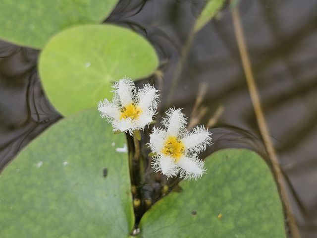사본 -(사진2)합덕제 여리연꽃2