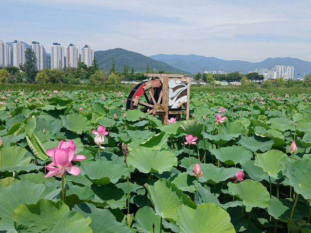 7.7(김해 조만강 친수공간 단아한 연꽃 향연)
