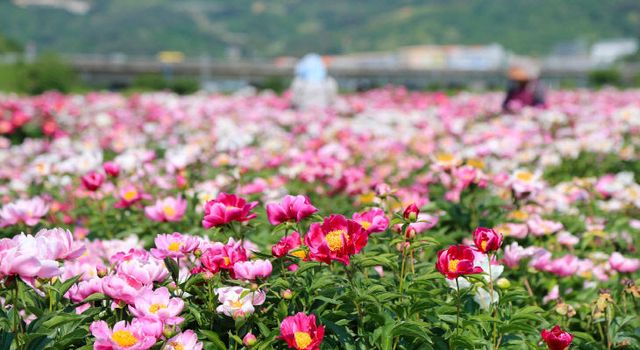 산청 정광들 약초재배단지 작약꽃