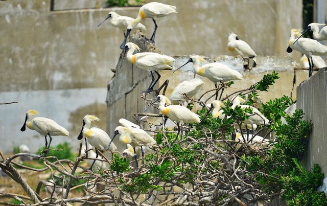 노루섬 저어새 무리