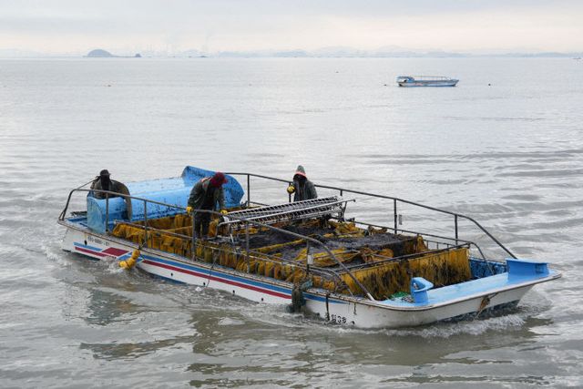 서천군 어민들이 김 양식장에서 물김을 채취하고 있다.