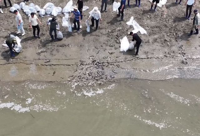 뱀장어 자원회복 위한 어린뱀장어 6만마리 방류2