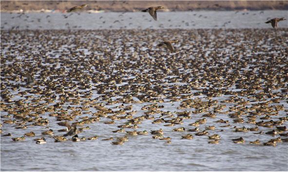 금강하구를 찾은 철새들