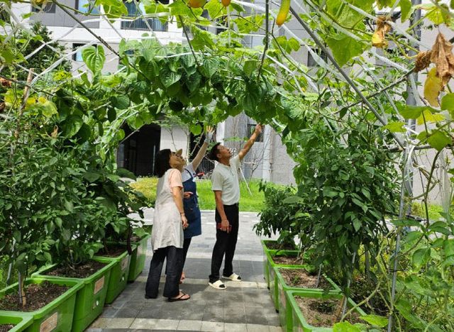 8. 7. - 양주시, 상자텃밭 124개소 보급…도시농업 기반 확산