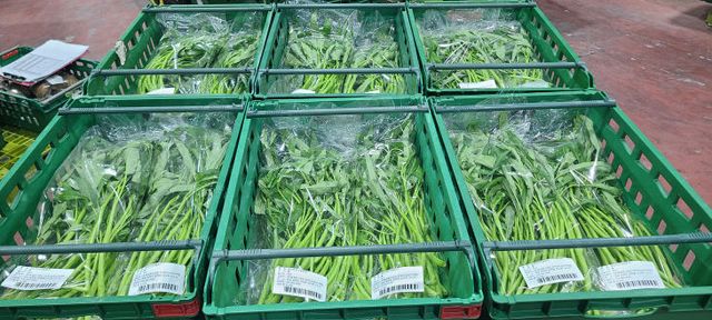 남해군, 아열대 채소 공심채(空心菜) 첫 납품