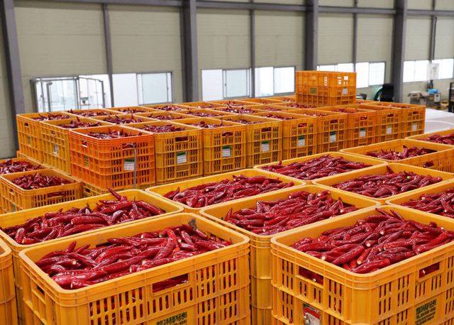 , 2025년산 홍고추 수매 본격 시작)