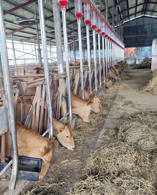 0812 정읍시, 축산농가에 사료구매 정책자금 404억 지원