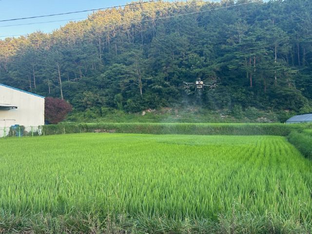 2-1.지난 7월 기장군이 벼 병해충 드론 방제를 실시하고 있다