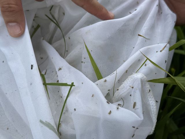 벼 비래해충 예찰_3