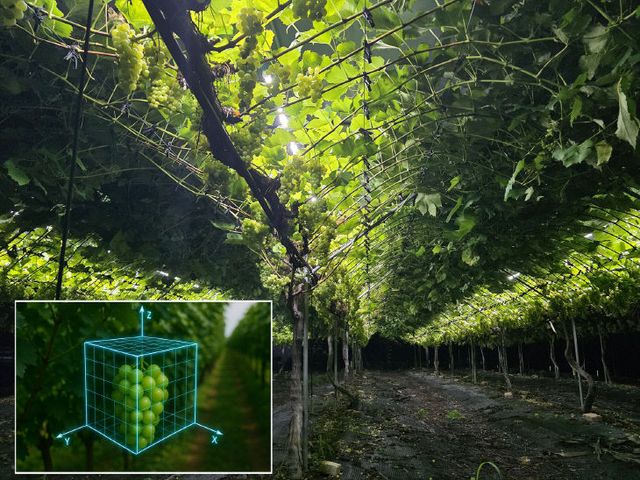 충북농기원, 보광등 전경 및 포도 4차원