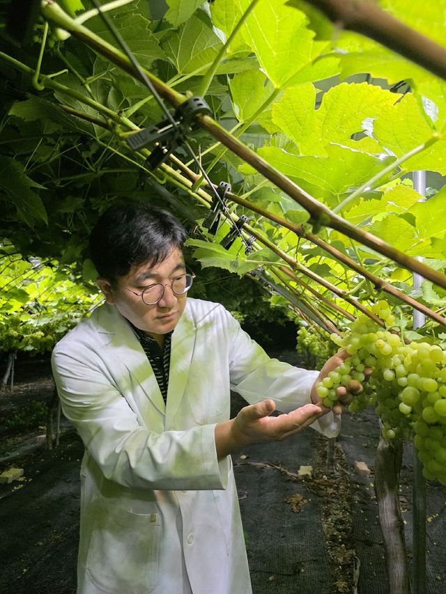 충북농기원, AI 4차원 분석으로 포도 품질·수확 고도화