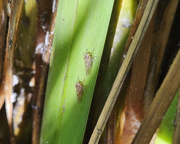 서천지역 본답에서 확인된 벼멸구