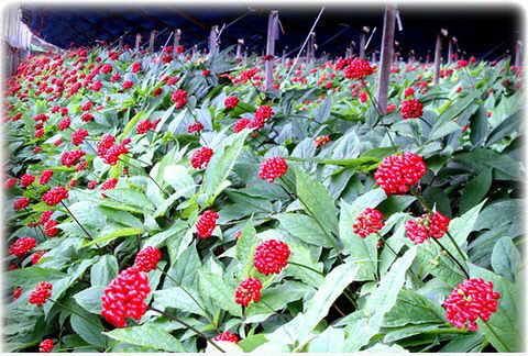 인삼 잔류농약 무료검사