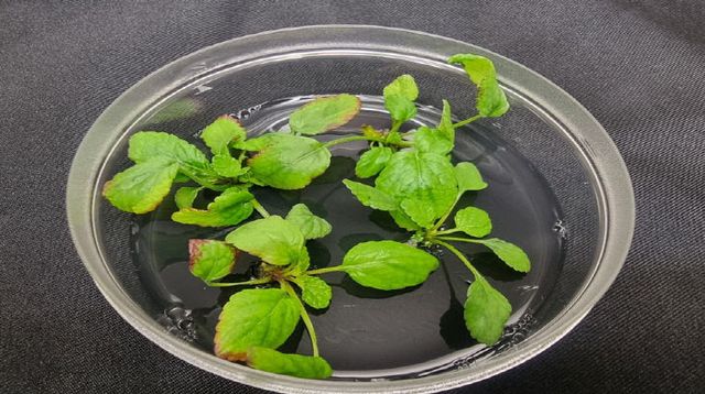 청주시농기센터, 단삼 조직배양묘 시험 재배포 조성