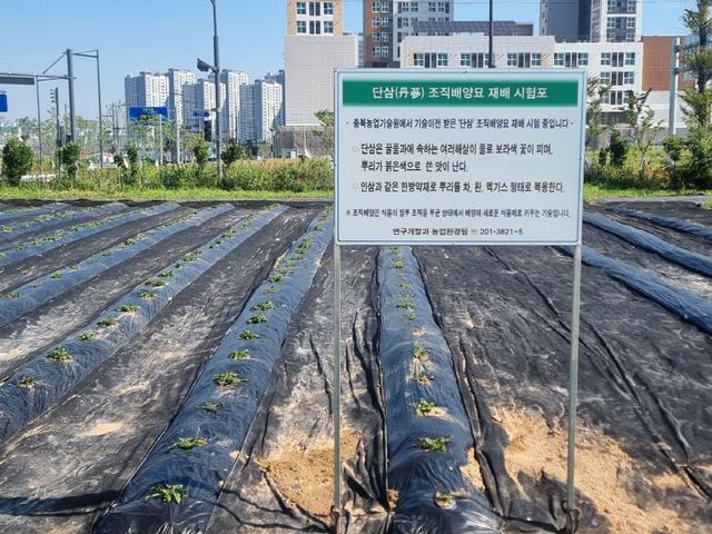 청주시농기센터, 단삼 조직배양묘 시험 재배포 조성_사진