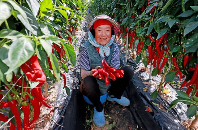 올해 수확한 청결고추를 정성껏 수확하고 있다