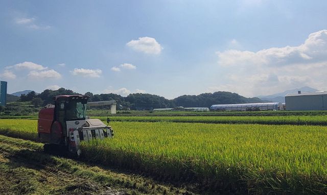 3. 음성군, 감곡면에서 올해 ‘첫 벼베기’ 실시_1