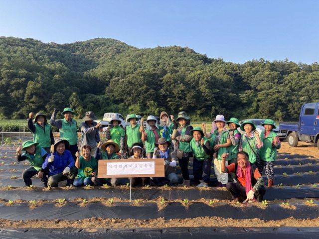 보도 3) 적성면 새마을회 배추 파종 사진