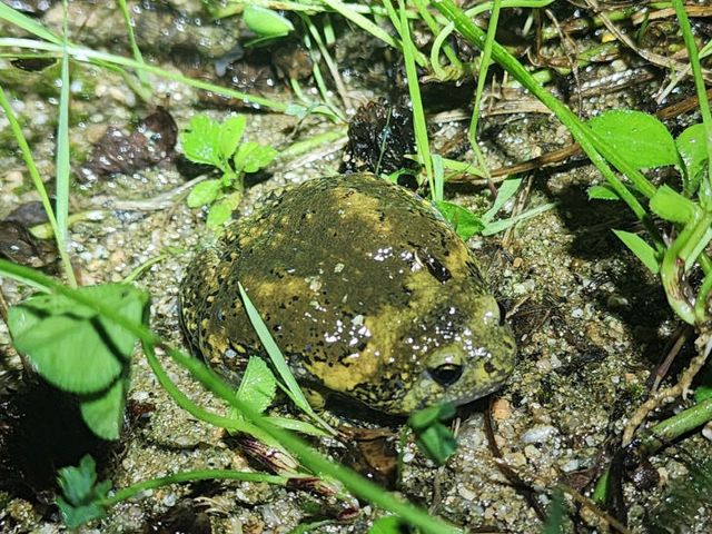 멸종위기 야생생물 Ⅱ급 맹꽁이(우)
