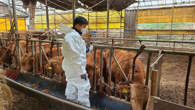 구제역 백신 접종 모습