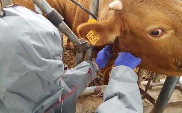 구제역 접종 장면