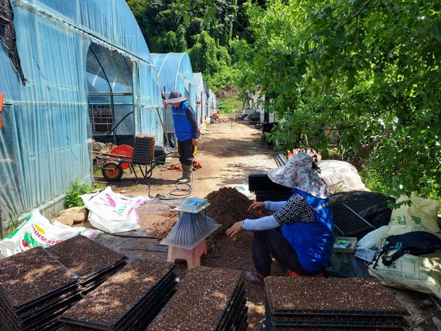 예방용 에어조끼 착용(배추종자 파종 포트 작업)