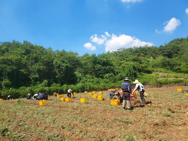 보도 1) 온열질환 예방용 에어작업복(감자 수확 작업)