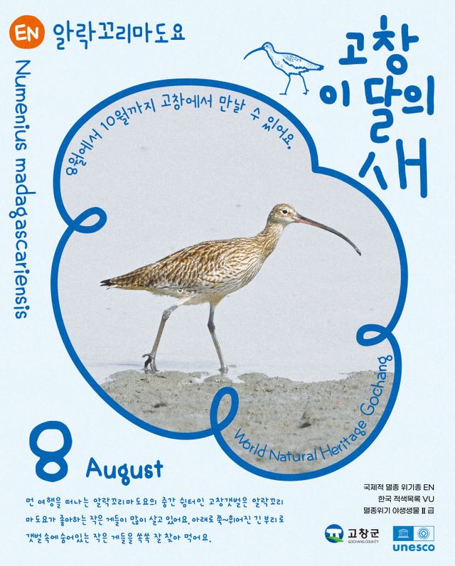 고창갯벌 8월 이달의새(알락꼬리마도요)