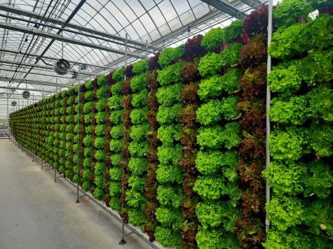 수직형 스마트팜 온실서 여름 쌈채소 재배 성공