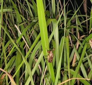 신규로 서식이 확인된 멸종위기 I급 수염풍뎅이